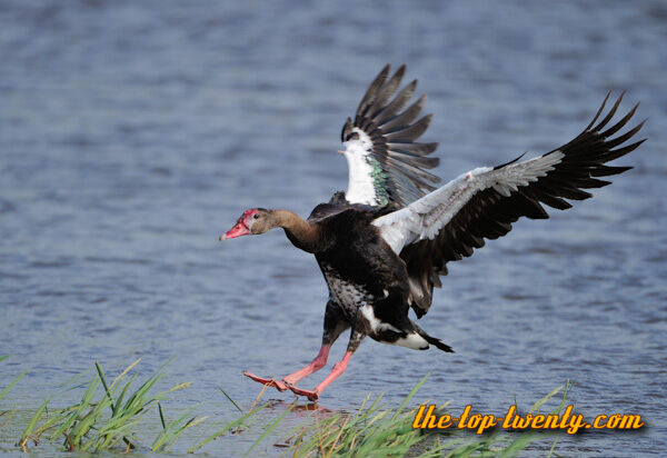 Spur winged goose